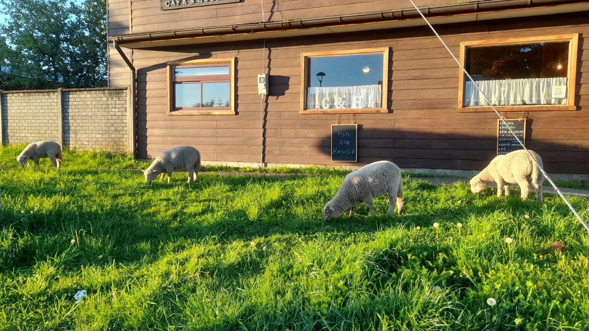 Cafe & Hostal Acurruka Curacautín 외부 사진